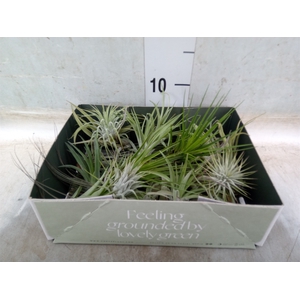 Tillandsia