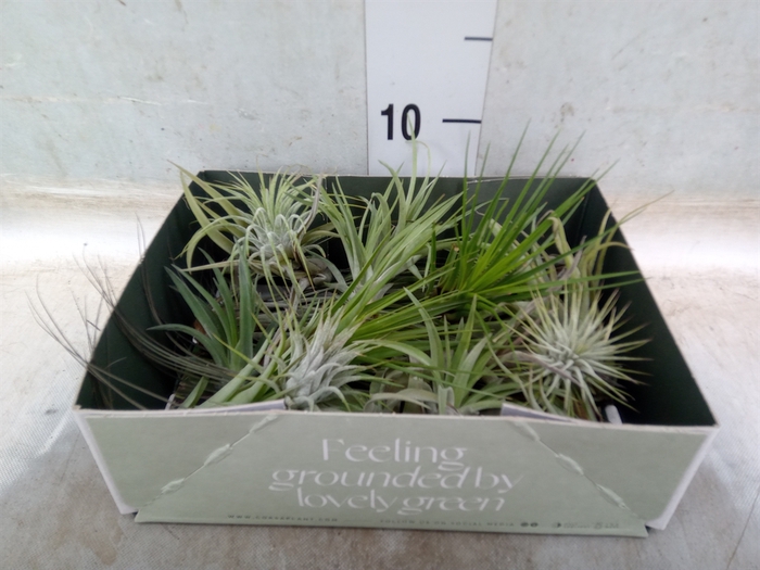 <h4>Tillandsia</h4>