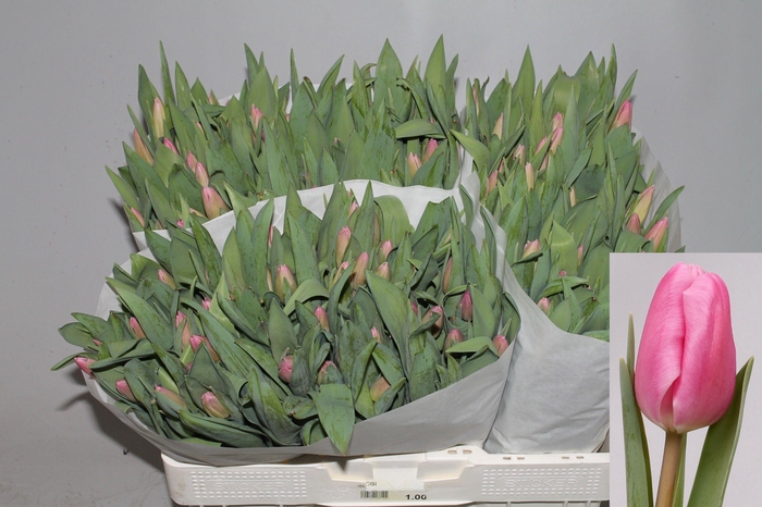 <h4>TU EN JUMBO PINK</h4>