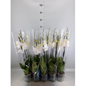 Phalaenopsis   ...white
