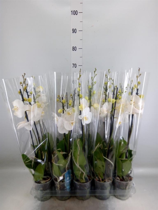 <h4>Phalaenopsis   ...white</h4>