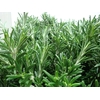 ROSMARINUS 200GR