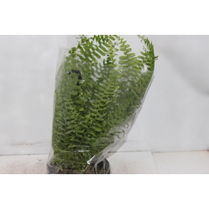 SAMAMBAIA AMERICANA C21