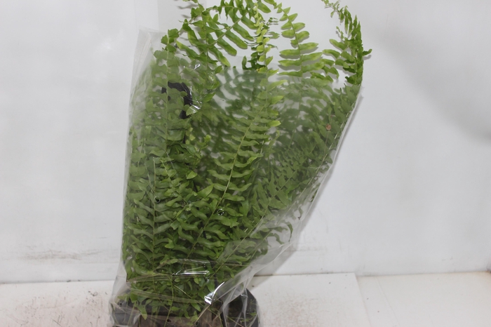 <h4>SAMAMBAIA AMERICANA C21</h4>