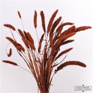 Dried Setaria X5 Brown Bunch