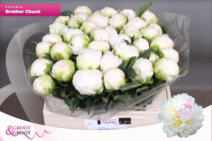 <h4>PAEO L BROTHER CHUCK</h4>