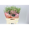 Eust En Botanic Pink