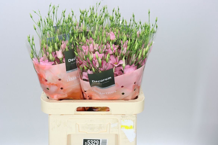 <h4>Eust En Botanic Pink</h4>