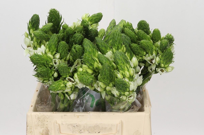 Ornithogalum thyrs. 'Milky Way'