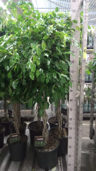 <h4>Ficus benja. 'Exotica'</h4>