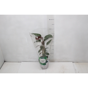 CALATHEA EXOTICA P12