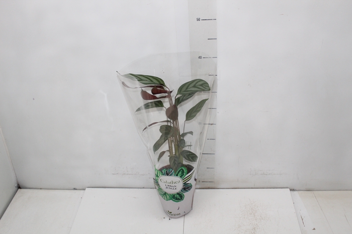 <h4>CALATHEA EXOTICA P12</h4>