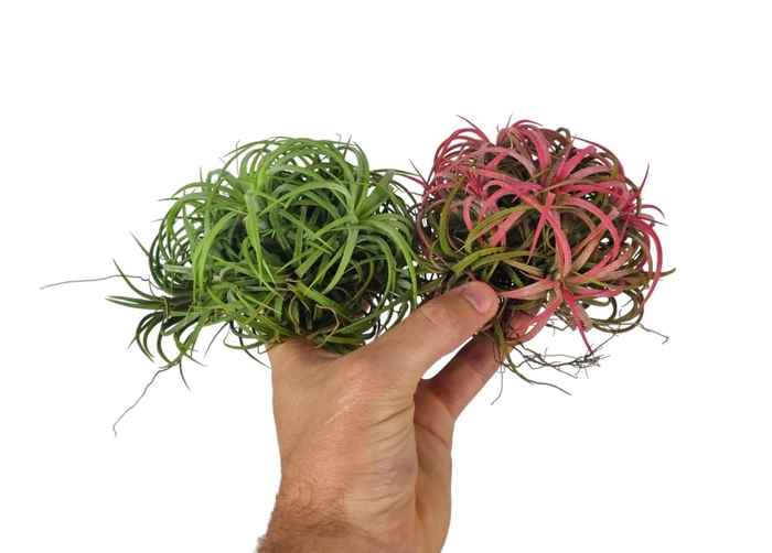 <h4>Tillandsia ionantha clumb mix large</h4>