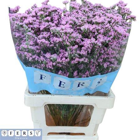 <h4>Lim Florida Pink</h4>