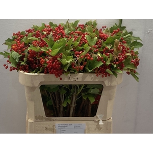 VIBUR OP COMPACTUM