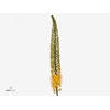 Eremurus Yellow Impact Green Valley