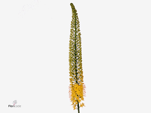 Eremurus Yellow Impact Green Valley