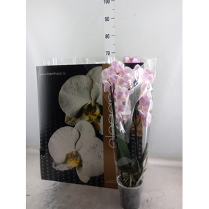Phalaenopsis   ...mix  8