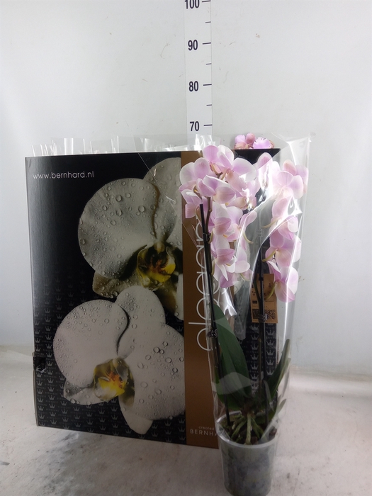 <h4>Phalaenopsis   ...mix  8</h4>