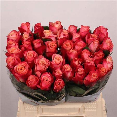 <h4>R Gr Helene</h4>