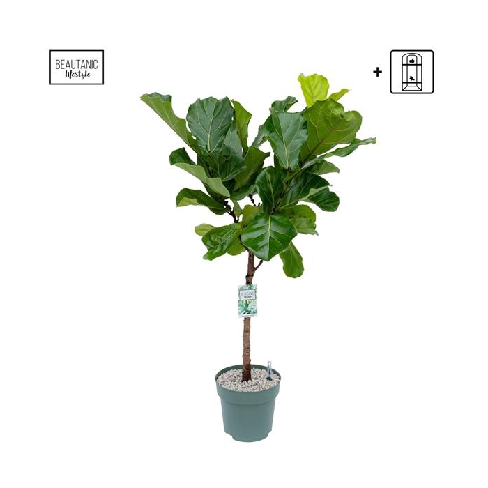<h4>Ficus Lyrata</h4>
