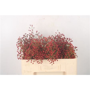 Rosa Fair Jewel Red