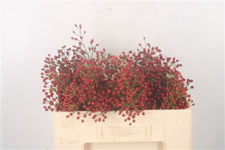 <h4>Rosa Fair Jewel Red</h4>