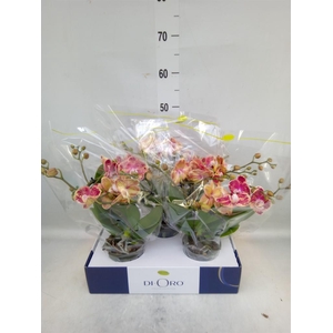 Phalaenopsis   ...