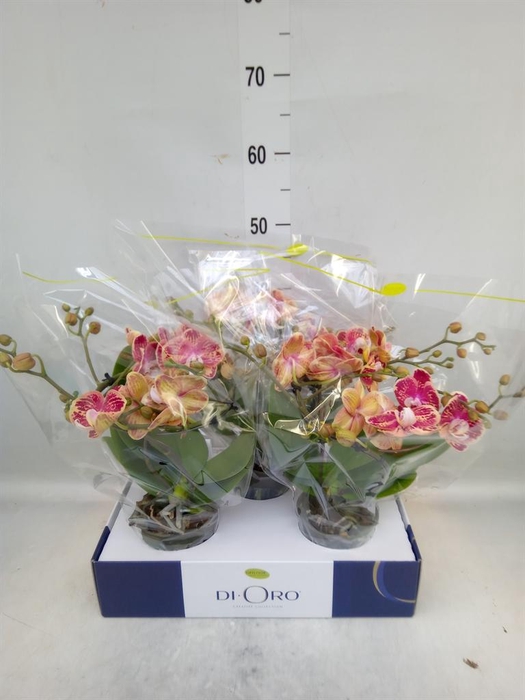 <h4>Phalaenopsis   ...</h4>