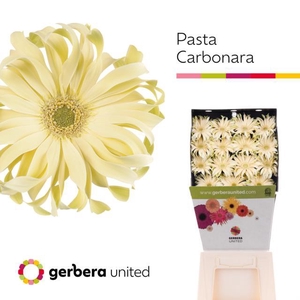 Gerbera diamond pasta carbonara