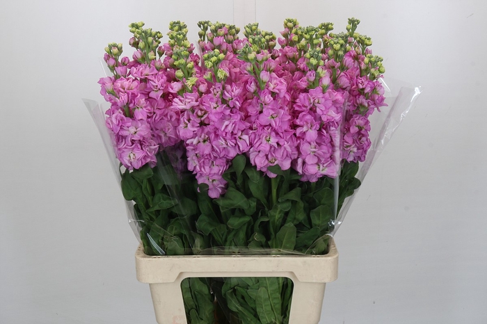 <h4>Matthiola Iron Pink</h4>