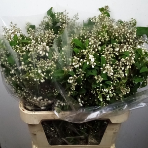 Deutzia Magical Spri