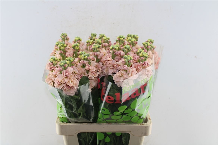 <h4>Matth Nl. Iron Apricot</h4>