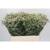 Limonium China White