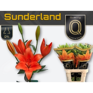 LI LA SUNDERLAND MAGNUM 5+