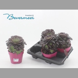 AEONIUM AB VELOURS