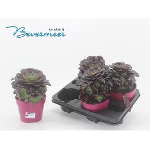 AEONIUM AB VELOURS