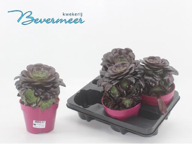<h4>AEONIUM AB VELOURS</h4>