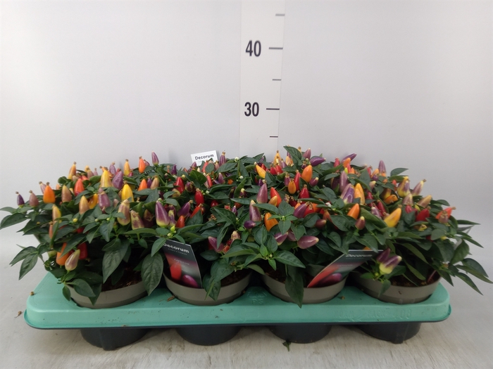 <h4>Capsicum annuum 'Torero Multic Red'</h4>