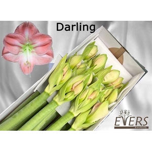 HIPP GA DARLING