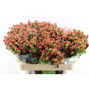 Hypericum Tomato Flair (rood)