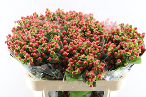 <h4>Hypericum Tomato Flair (rood)</h4>