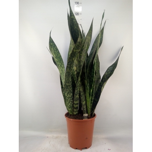 Sansevieria trifa.   ...