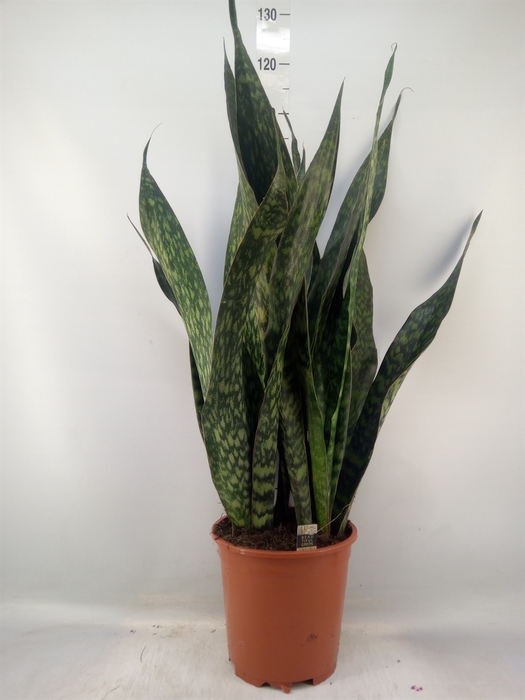 <h4>Sansevieria trifa.   ...</h4>