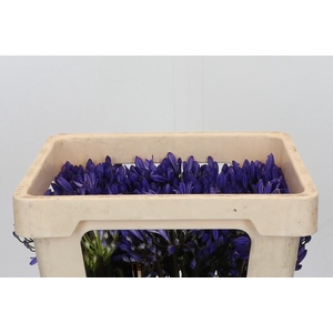 Agapanthus EYFORI Blue
