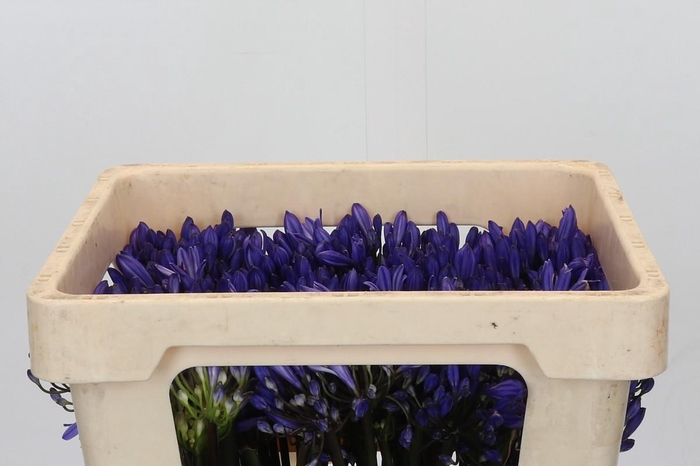 Agapanthus EYFORI Blue