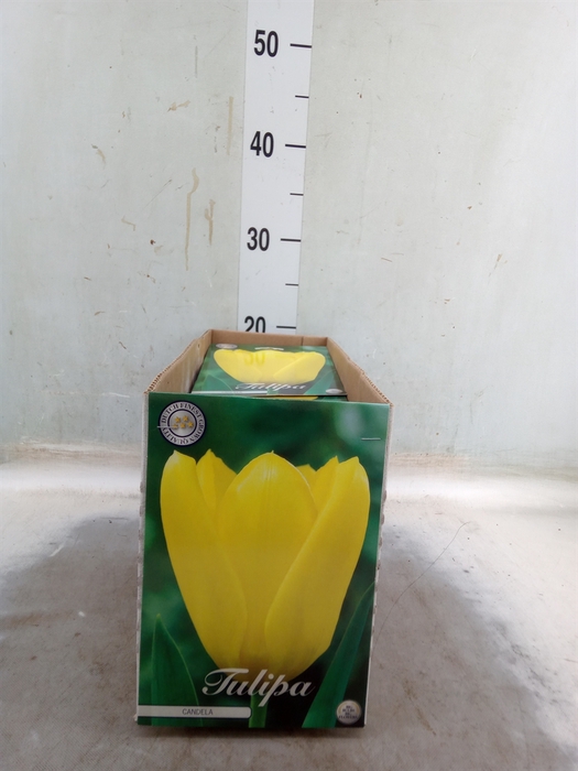 <h4>Tulipa   ...flowerbulbs</h4>