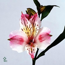 Alstr Pacific Light Pink