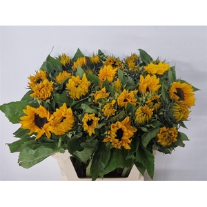 Helianthus Sunrich Orange