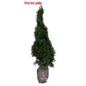 Thuja occ. Smaragd, plantmaat 100+ cm - Rondgestoken - KLUIT
